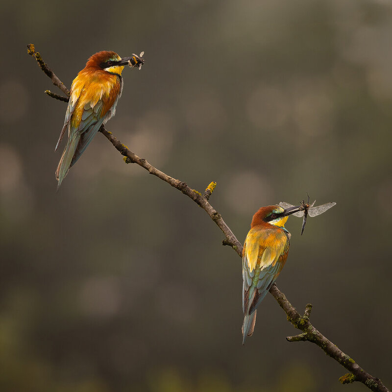 Bee-eater фото превью