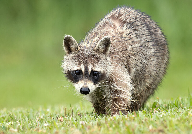 енот-полоскун, raccoon, animals, животные, енот, wild Енот-полоскун -Raccoon фото превью