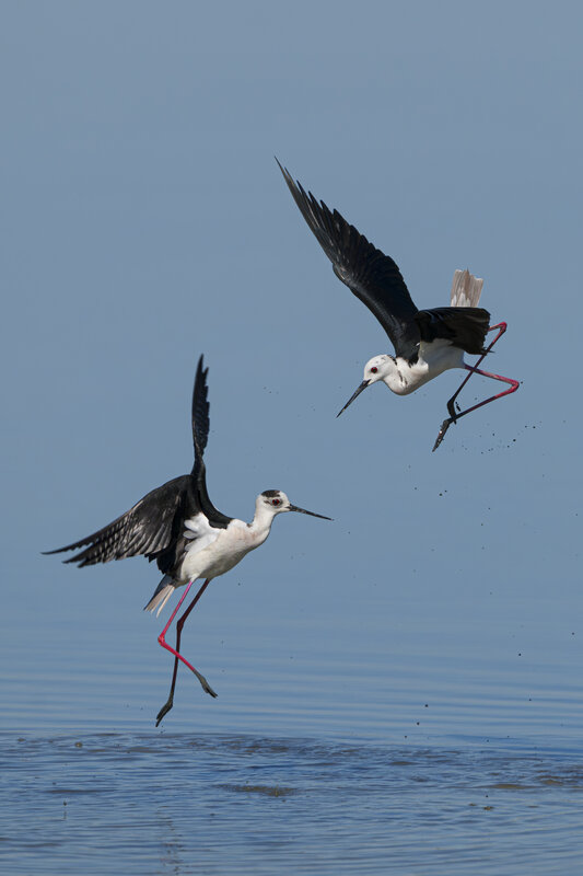 animals, wildlife, birds Rival фото превью