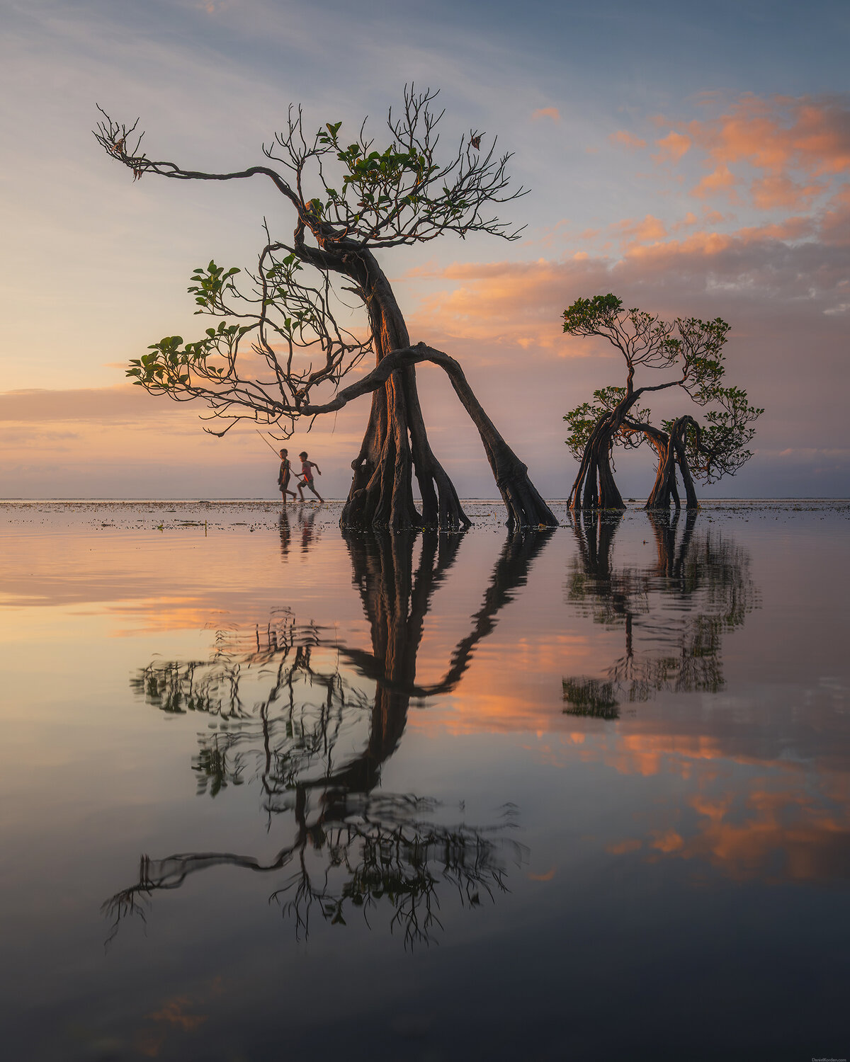Sumba dancing trees. Автор: Даниил Коржонов , Даниил Коржонов