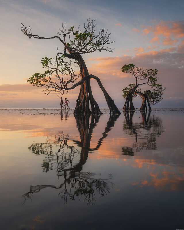 Sumba dancing trees фото превью