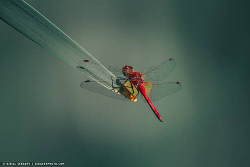 Шафранка красная (самец) | Crocothemis erythraea (male)
