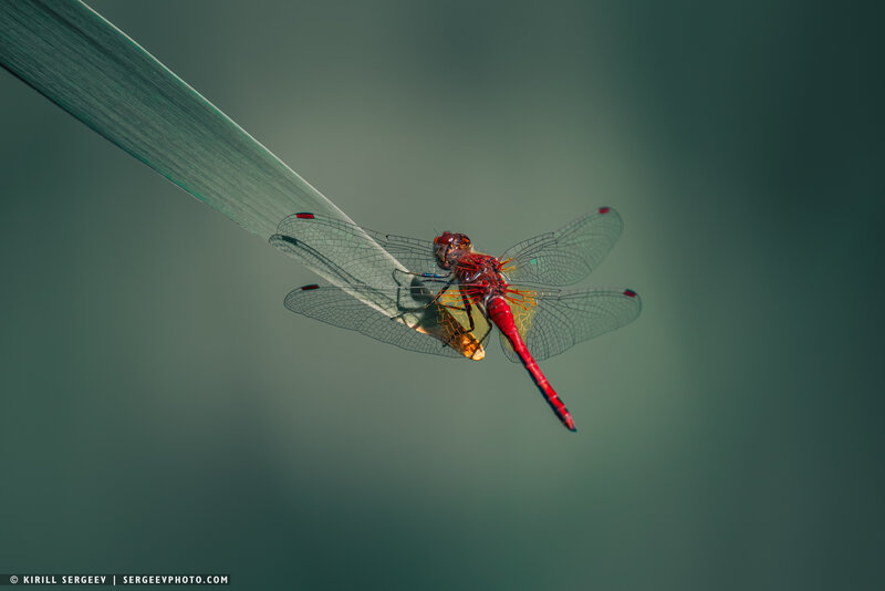 стрекоза, насекомое, природа, жизнь, лето, москва, растение, стрекоза жёлтая, dragonfly, insect, nature, life, summer, moscow, plant, yellow dragonfly, animal, leaf, telephoto Стрекоза Жёлтая | Yellow Dragonfly фото превью