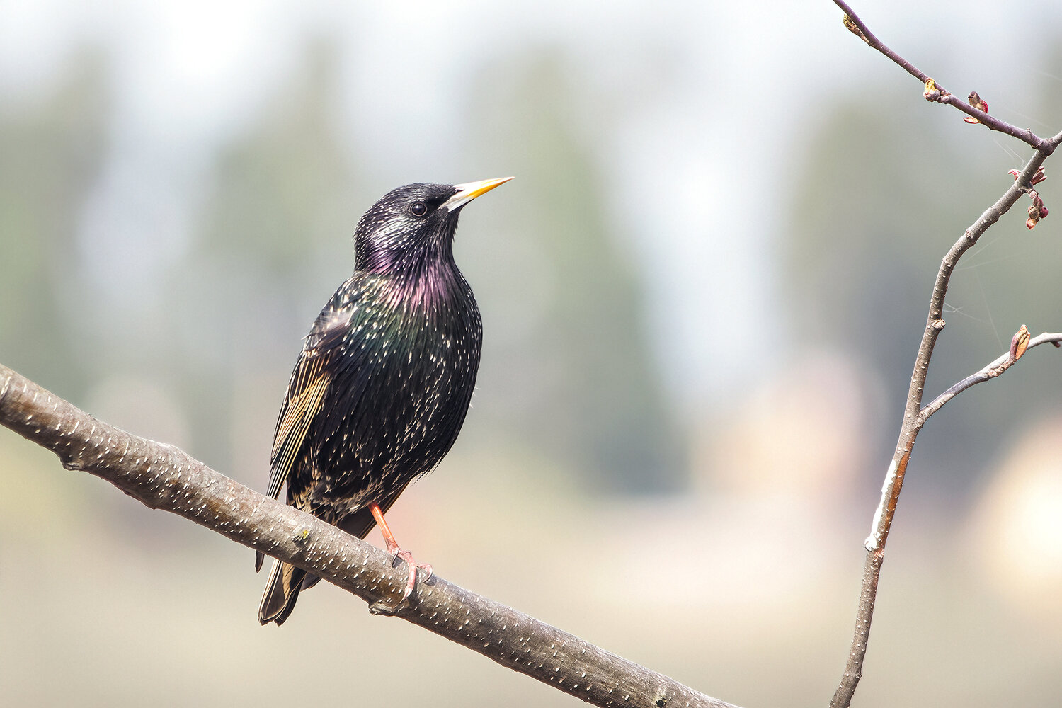 скворец, обыкновенный скворец, sturnus vulgaris, КарОл