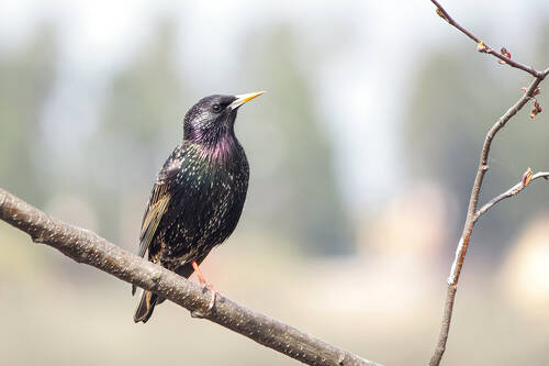 Обыкновенный скворец (Sturnus vulgaris)