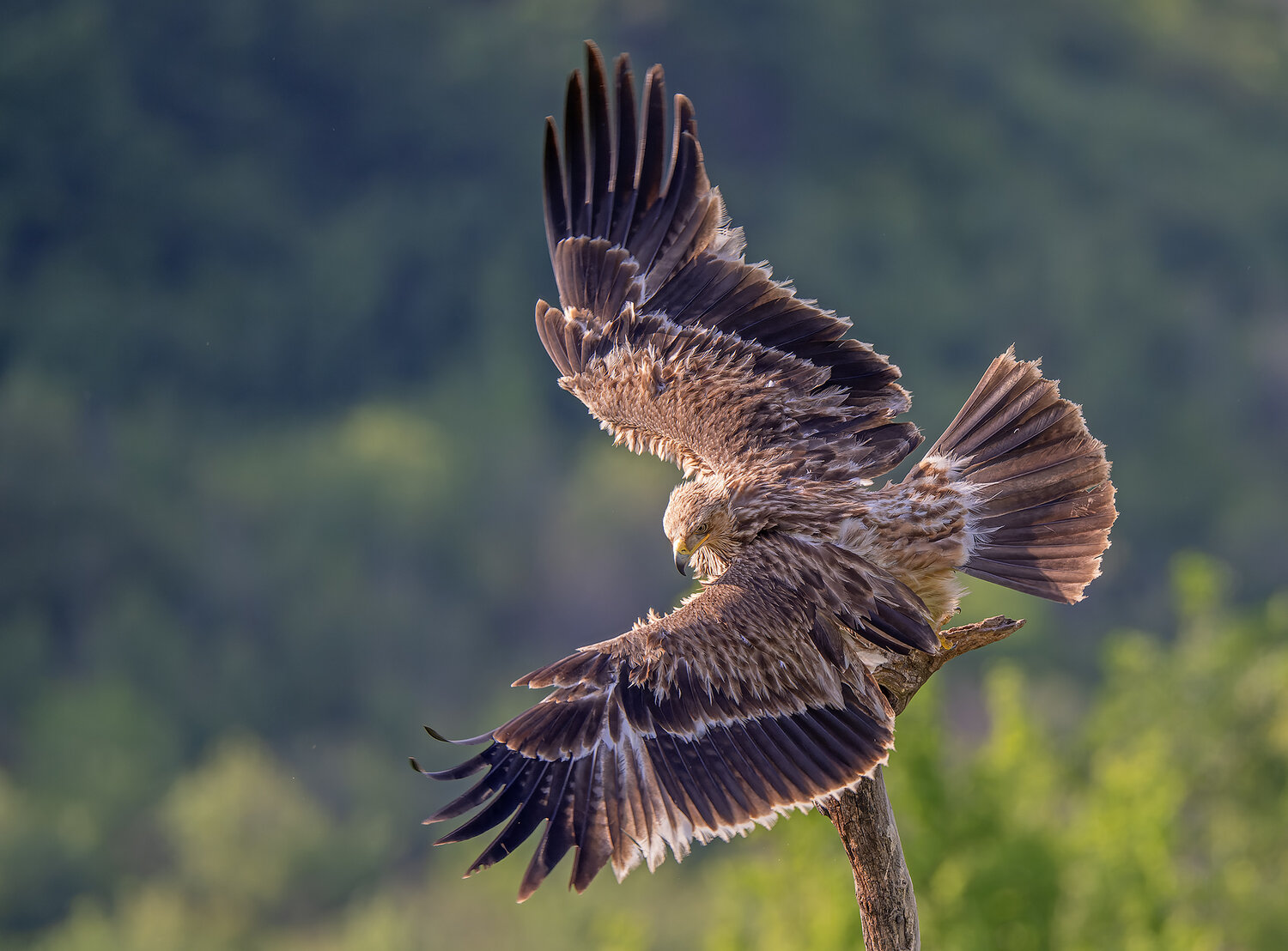 Aquila heliaca. Автор: Sergey Zlatkov , Sergey Zlatkov