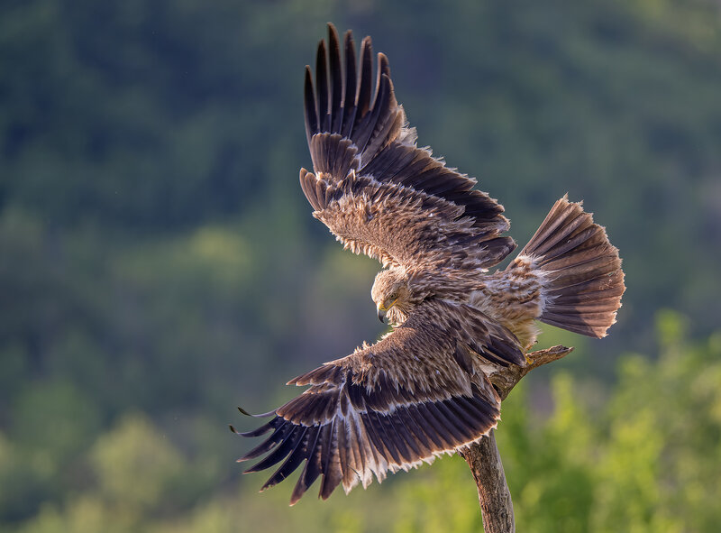 Aquila heliaca фото превью