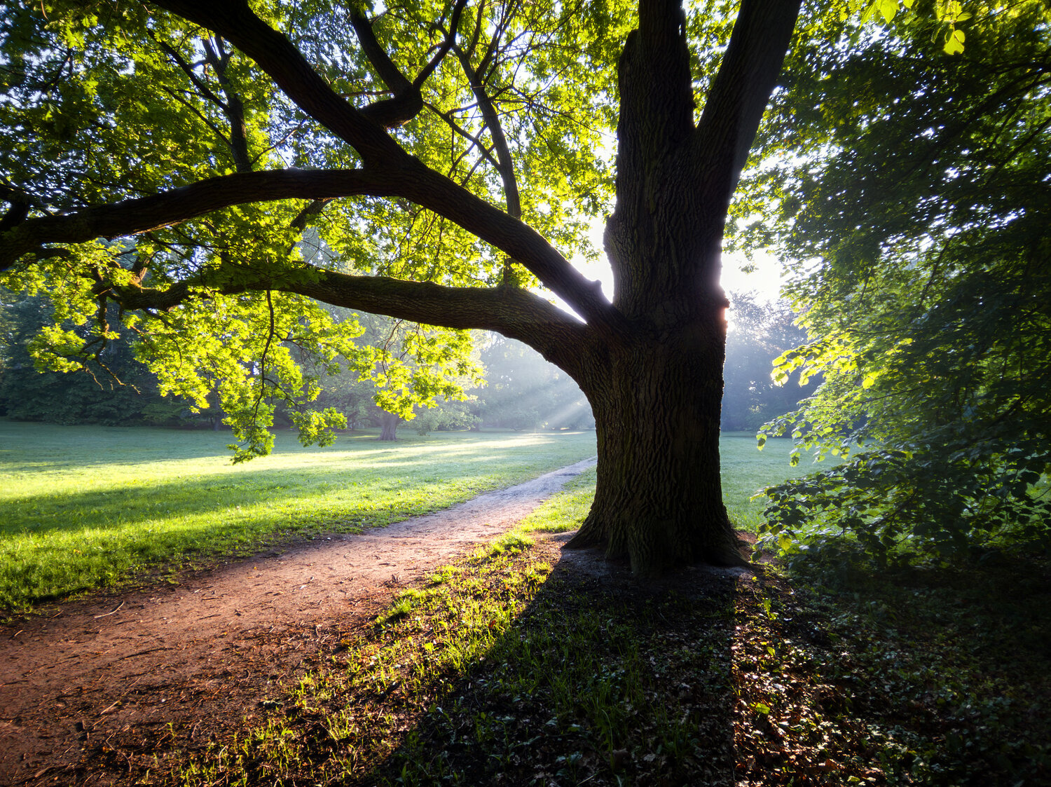 The Morning Light. Автор: Виктор Тулбанов landscape, light, park, morning, tree, Виктор Тулбанов