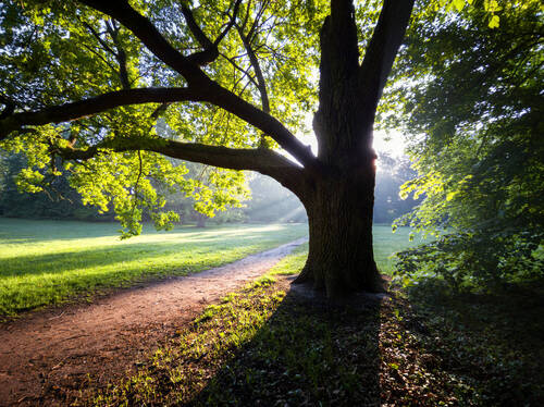 The Morning Light