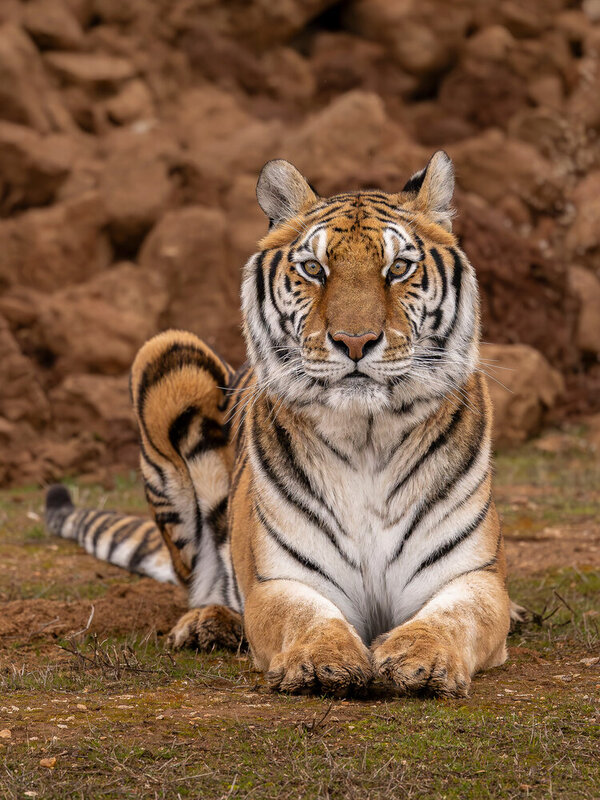 Tigre фото превью