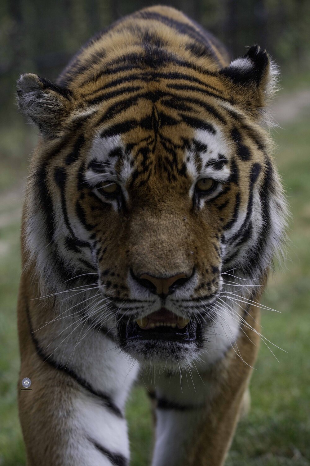 Amur tiger. Автор: Ali Pashang , Ali Pashang