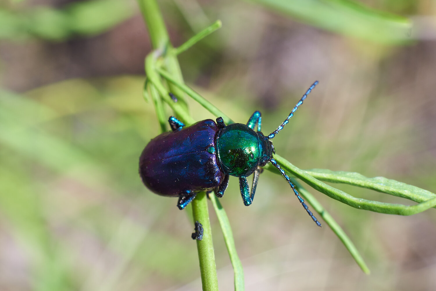 Chrysochares asiaticus, азиатский листоед, Павел Сторчилов