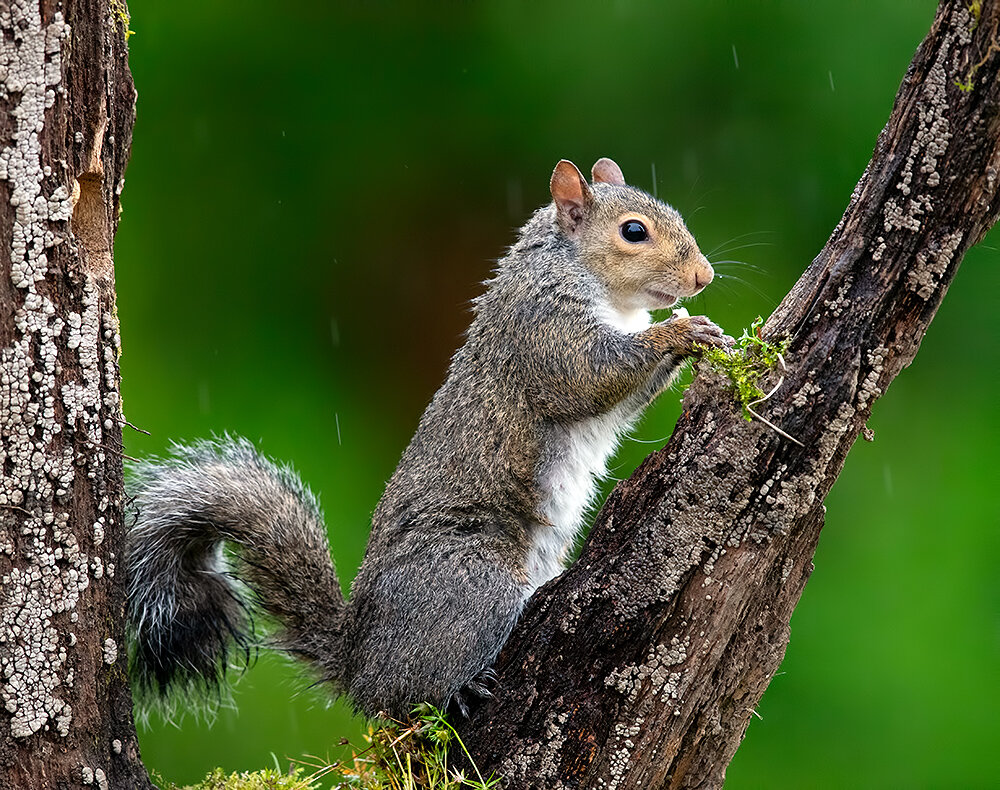 gray squirrel, squirrel, каролинская белка, белка, wild, animal, Etkind Elizabeth