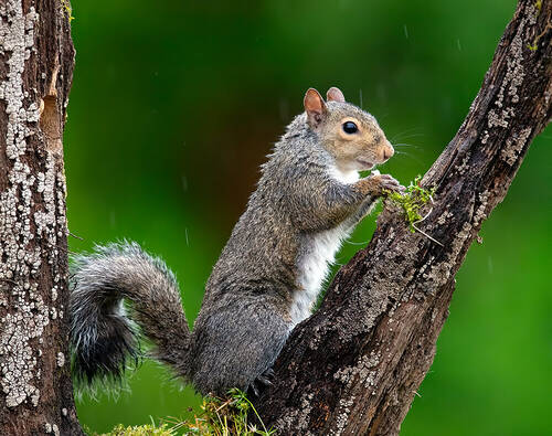 Gray squirrel - Каролинская белка
