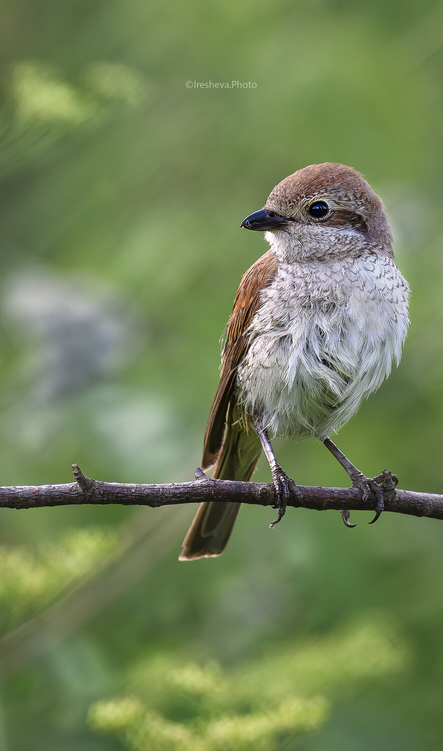Слёток Жулана. Автор: Ирешева Мария Сорокопут - жулан, Обыкновенный жулан, Bird, Ирешева Мария
