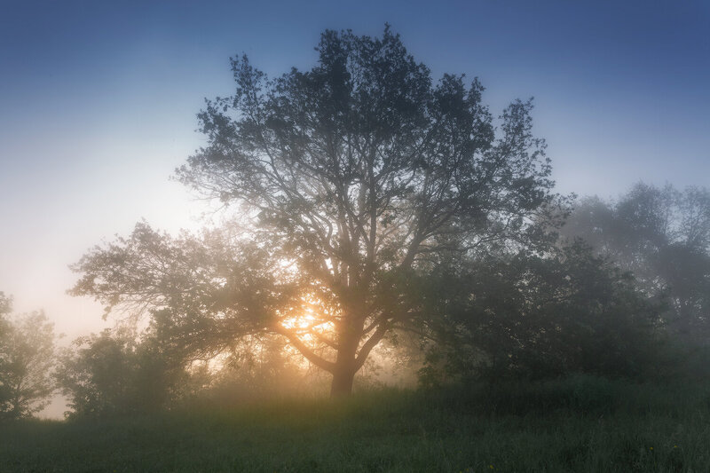 пейзаж, утро, туман, деревья, лето, трава, сол Сквозь сон фото превью