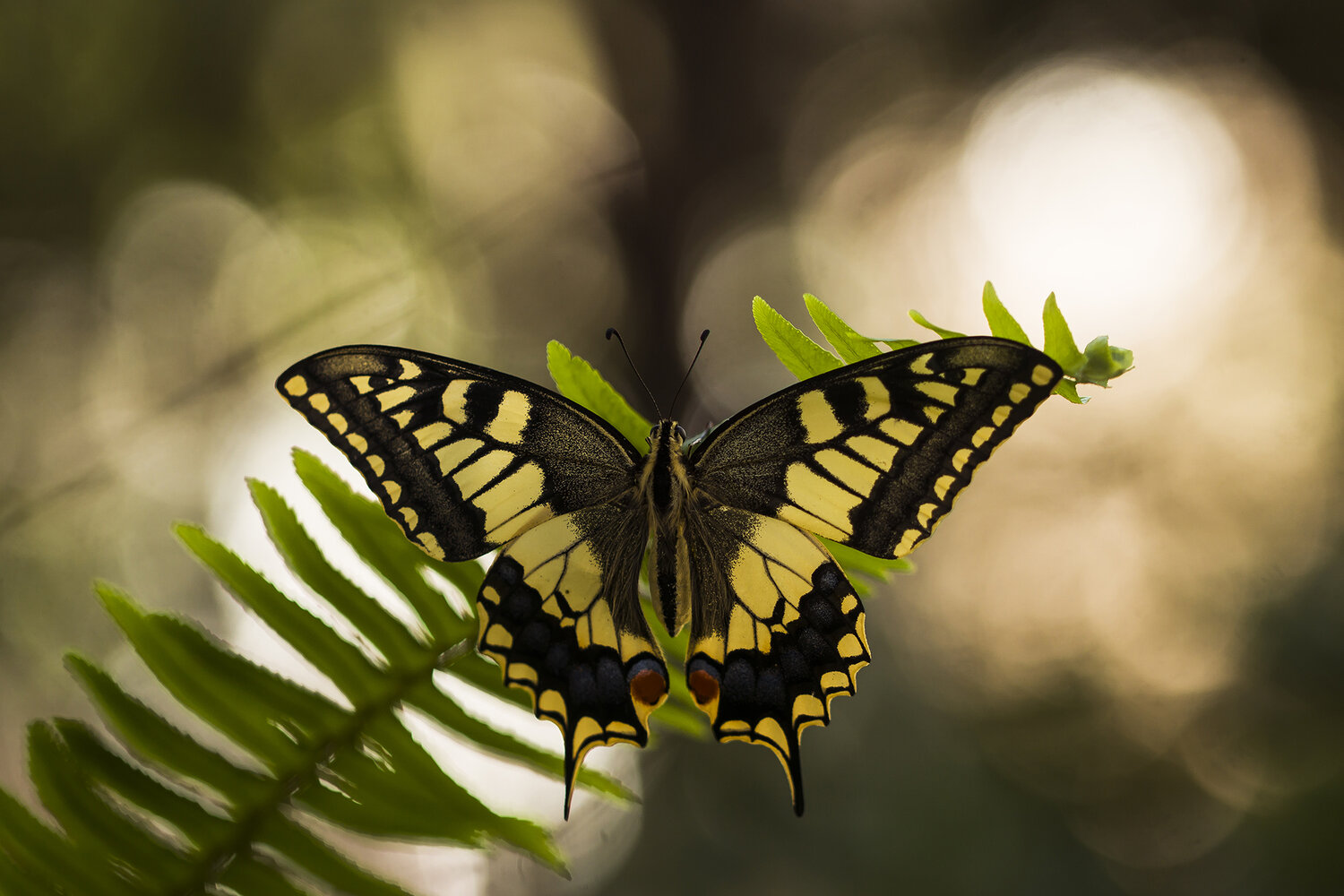 insect, lepidoptera, bokeh, close up, nature, summertime, Andr&eacute;s Emilio