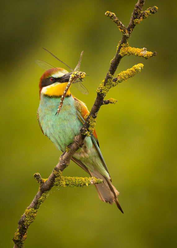 Bee-eater фото превью
