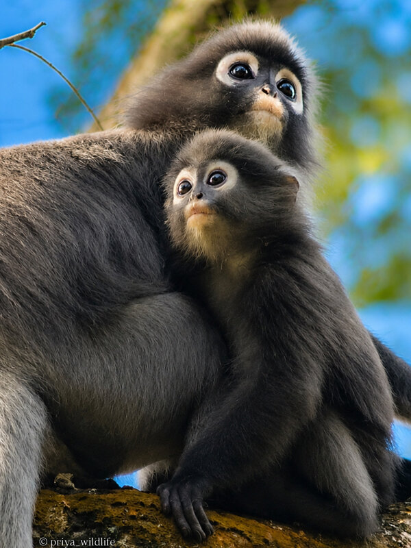 Curiosity in the Wild фото превью