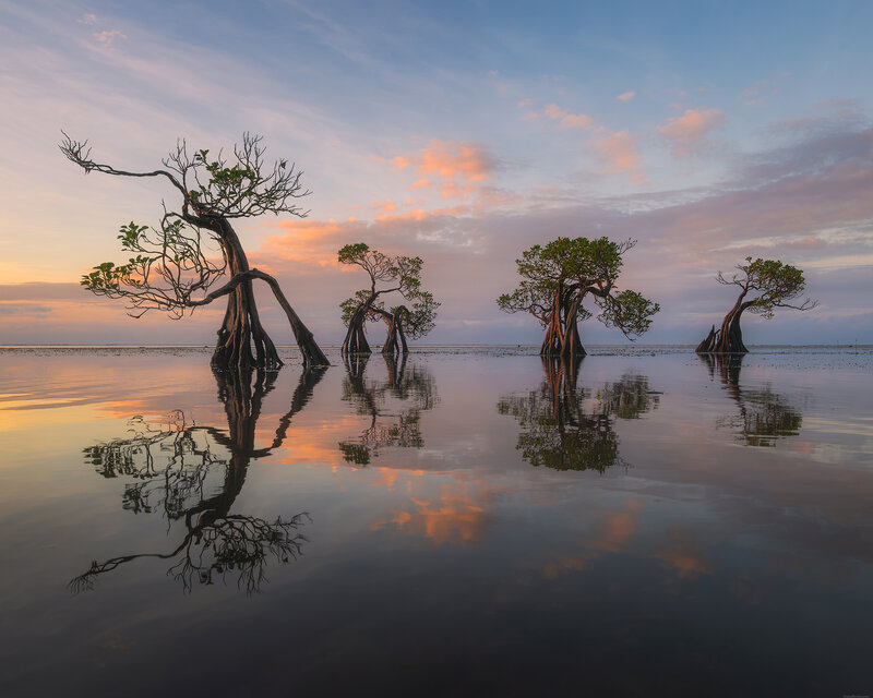 Sumba dancing trees фото превью