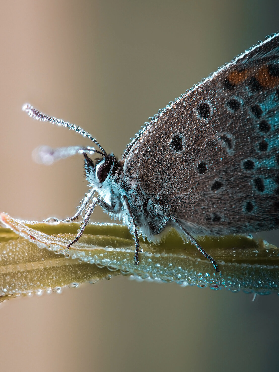 , Lapshina Vladlena