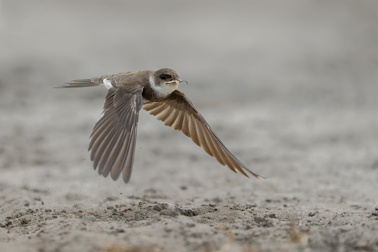 Sand Martin in Flight. Автор: Damian Kwasek sand martin, riparia riparia, martin, swallow, bird, wild bird, bird in flight, flying bird, flight, aerial, nesting material, nest building, beak, insectivore, wildlife, wildlife photography, bird photography, nature, nature photography, avian, ornitholo, Damian Kwasek