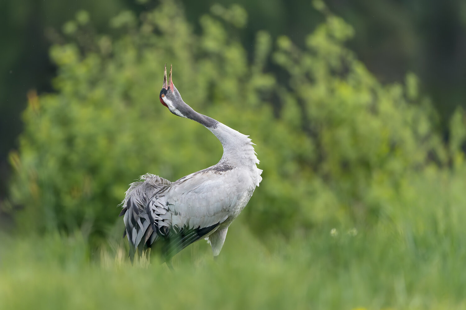common crane, grus grus, crane, bird, wild bird, wildlife, wildlife photography, bird photography, nature, nature photography, wetland, marsh, grassland, meadow, europe, poland, calling, vocalization, display, courtship, breeding season, territorial behav, Damian Kwasek