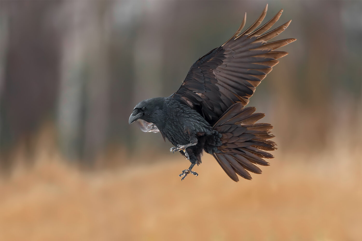 common raven, corvus corax, raven, corvid, bird, wild bird, wildlife, wildlife photography, bird photography, nature, nature photography, bird in flight, flying bird, landing, wings spread, flight feathers, black bird, intelligent bird, avian, ornithology, Damian Kwasek