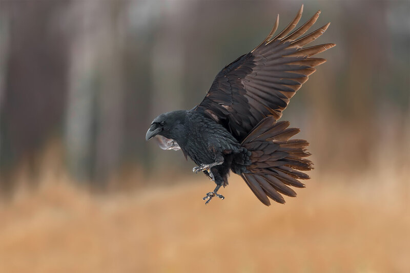 common raven, corvus corax, raven, corvid, bird, wild bird, wildlife, wildlife photography, bird photography, nature, nature photography, bird in flight, flying bird, landing, wings spread, flight feathers, black bird, intelligent bird, avian, ornithology Common Raven Landing фото превью