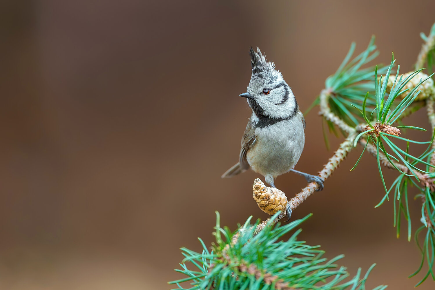 european crested tit, lophophanes cristatus, crested tit, tit, songbird, passerine, bird, wild bird, wildlife, wildlife photography, bird photography, nature, nature photography, forest bird, woodland, conifer forest, pine, pine branch, pine cone, perched, Damian Kwasek