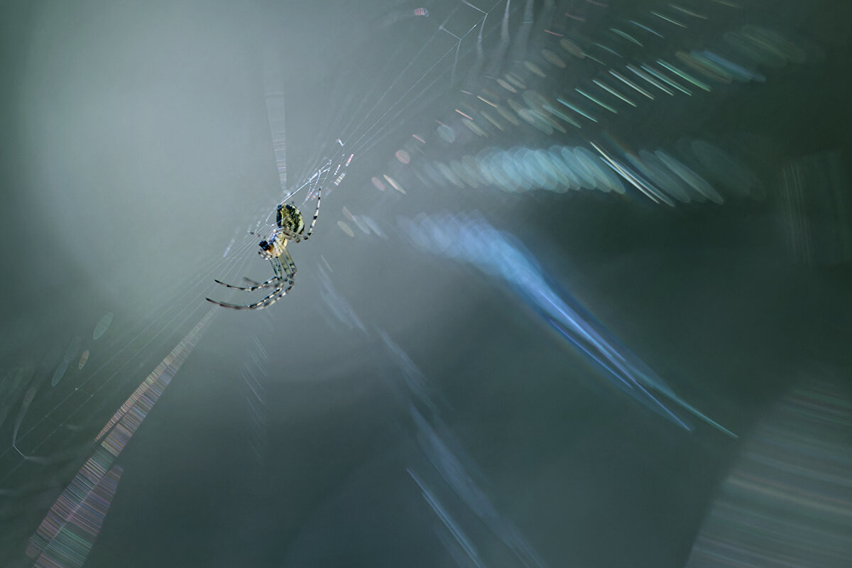 Метающий молнии. Автор: Хилько Марина макро, макрофотография, паук, паутина, macro, spider, Хилько Марина