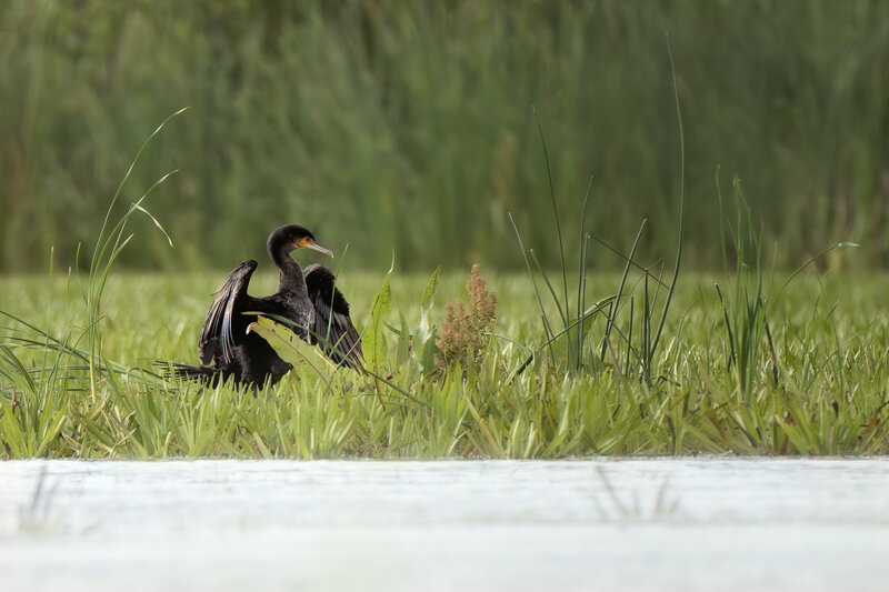 Большой баклан (Phalacrocorax carbo) фото превью