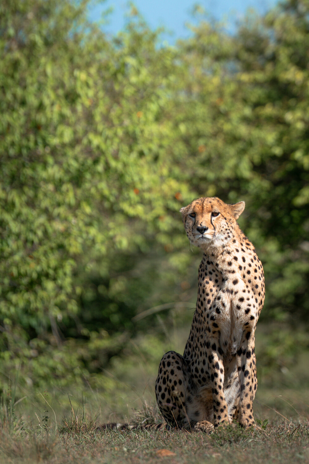 A, Cheetah, watching, its, soon, to, be, hunt, a, Bagaria Abhisek
