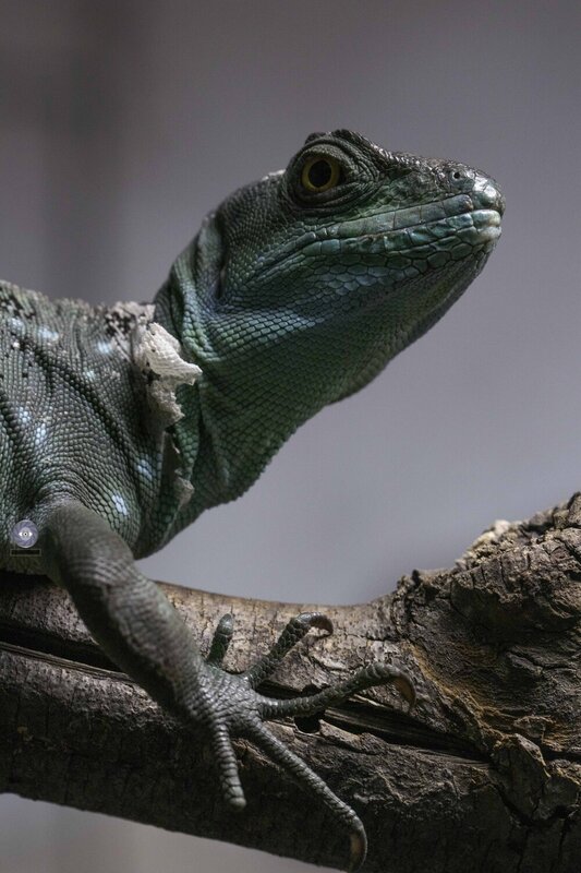 Green crested basilisk фото превью