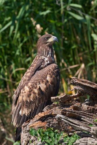 Haliaeetus albicilla