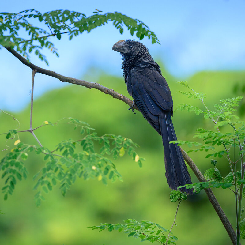 Smooth-billed Ani фото превью