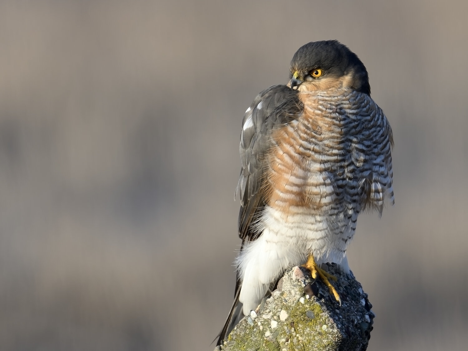 sparrowhawk, hawk, raptors, birds, Sener Goker