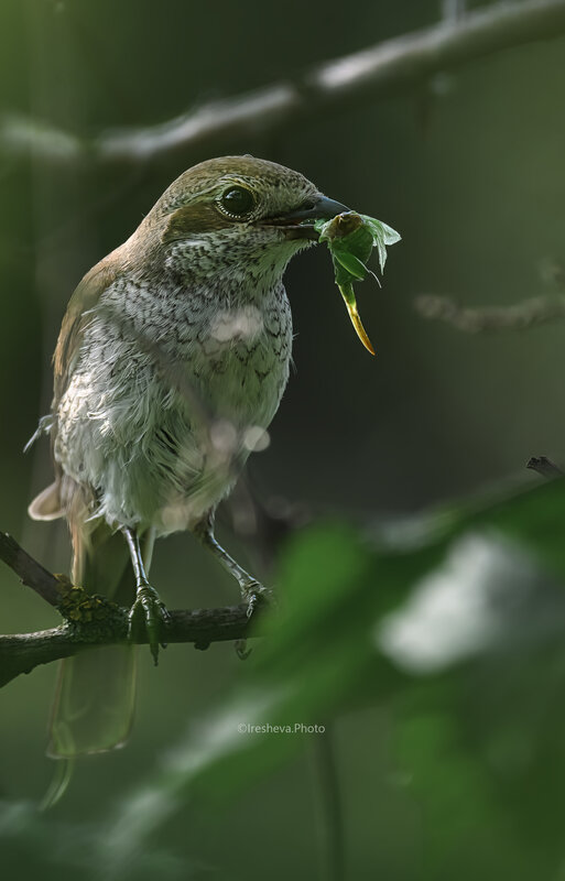 сорокопут - жулан, обыкновенный жулан, bird Допрыгался кузнечик фото превью