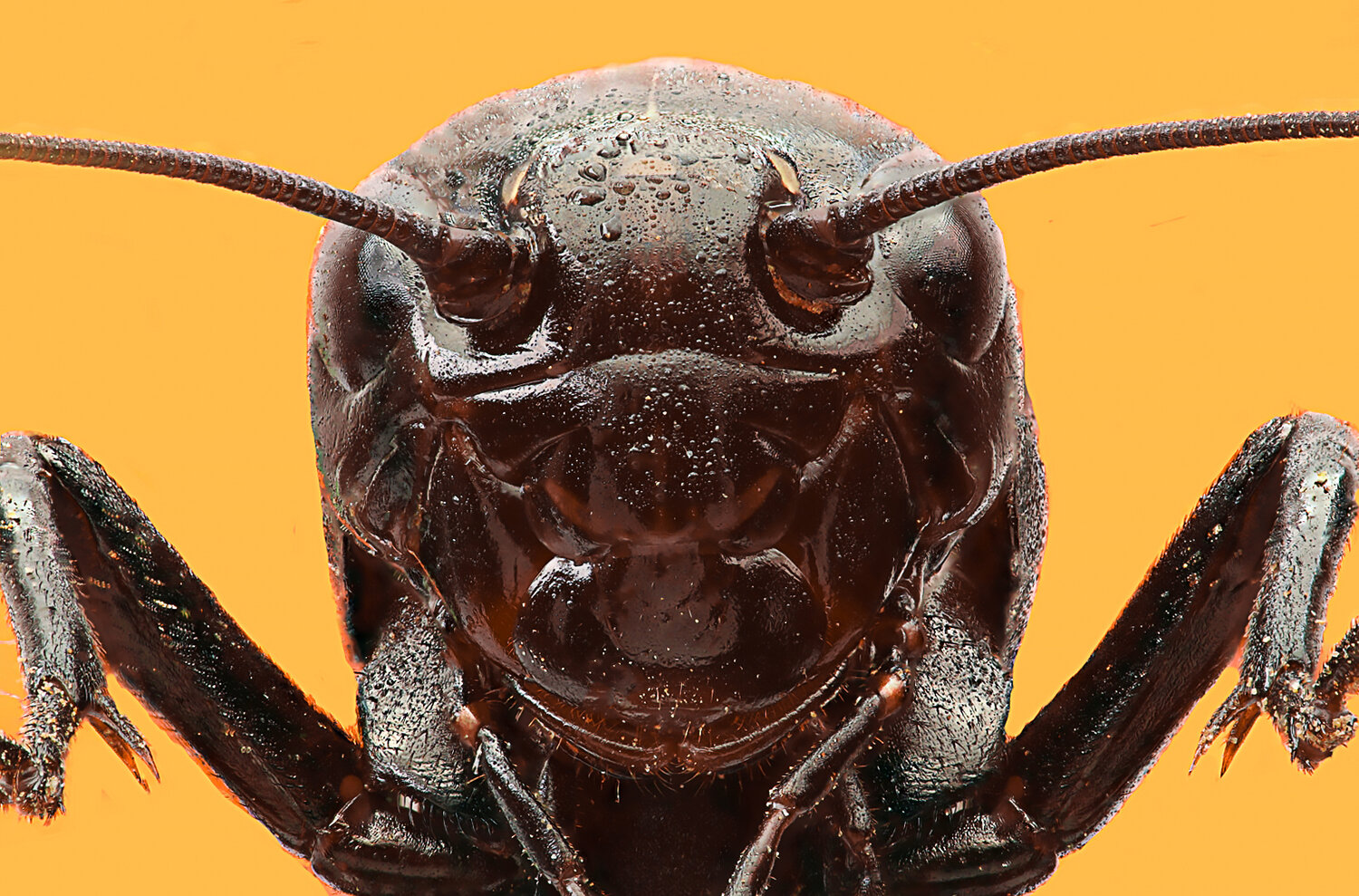 Macro⁠, ⁠Extreme, macro⁠, ⁠Focus, stacking⁠, Alaa Obaid