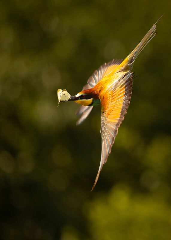Bee-eater фото превью