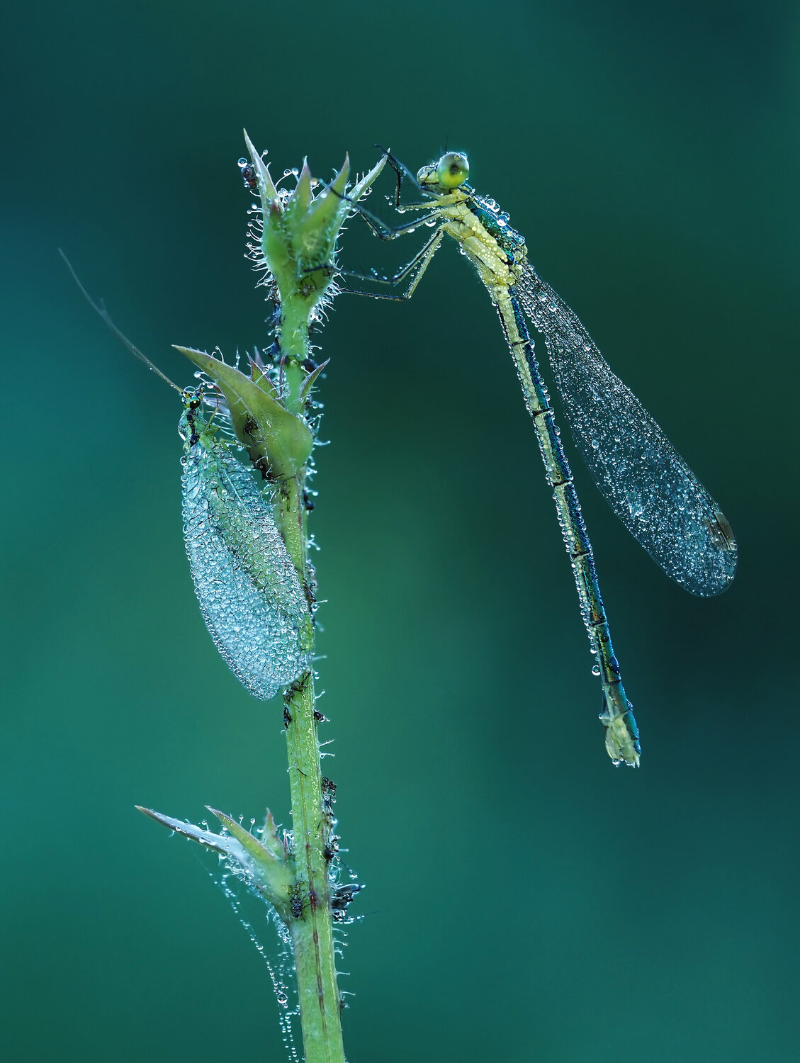 , Lapshina Vladlena