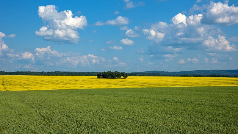 рапс, поле, желтое, лето, облака, простор, небо 3 измерения фото превью