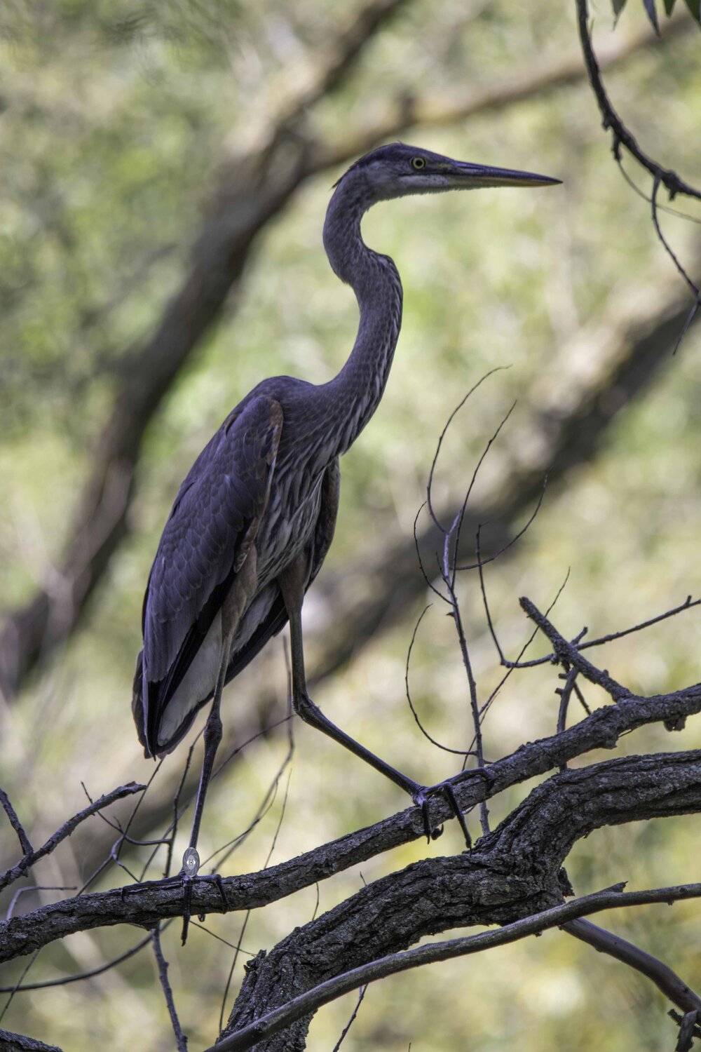 Great blue heron. Автор: Ali Pashang , Ali Pashang