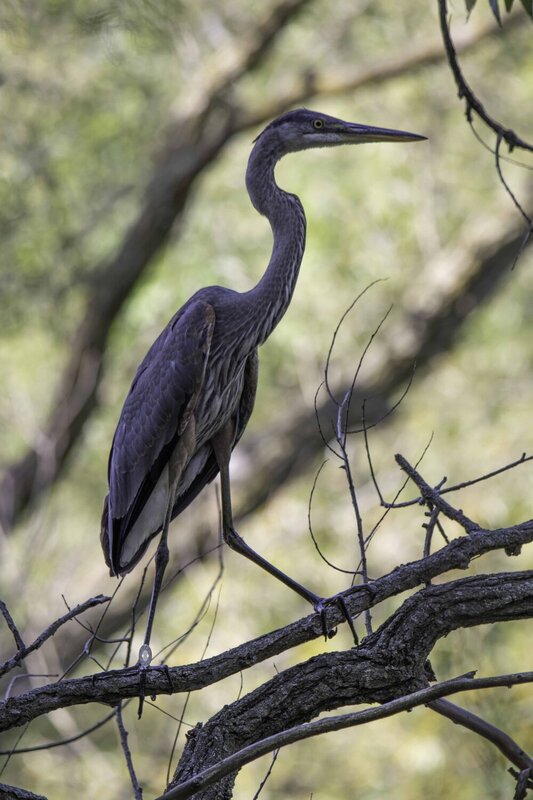 Great blue heron фото превью