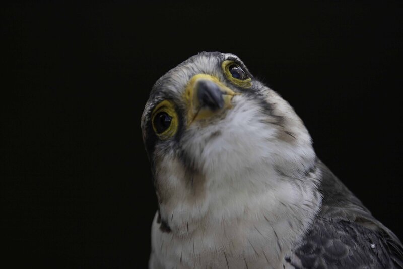 Lanner falcon фото превью