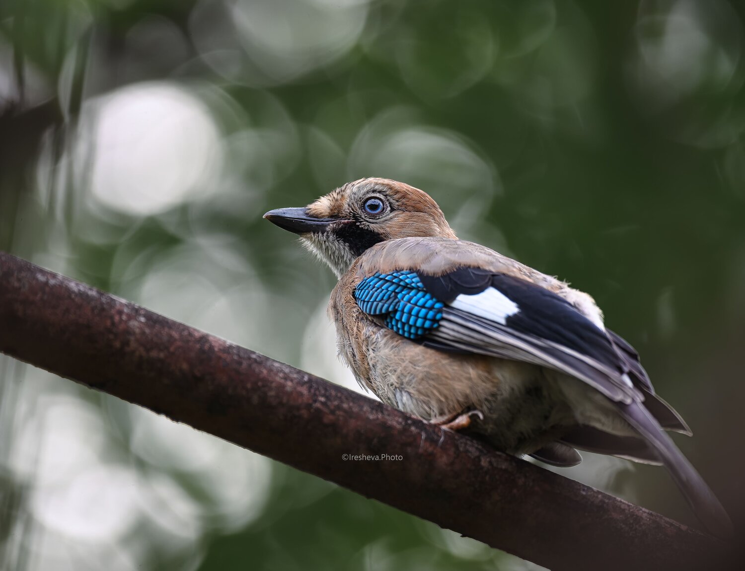 Сойка, Слёток, Bird, Jay, Ирешева Мария