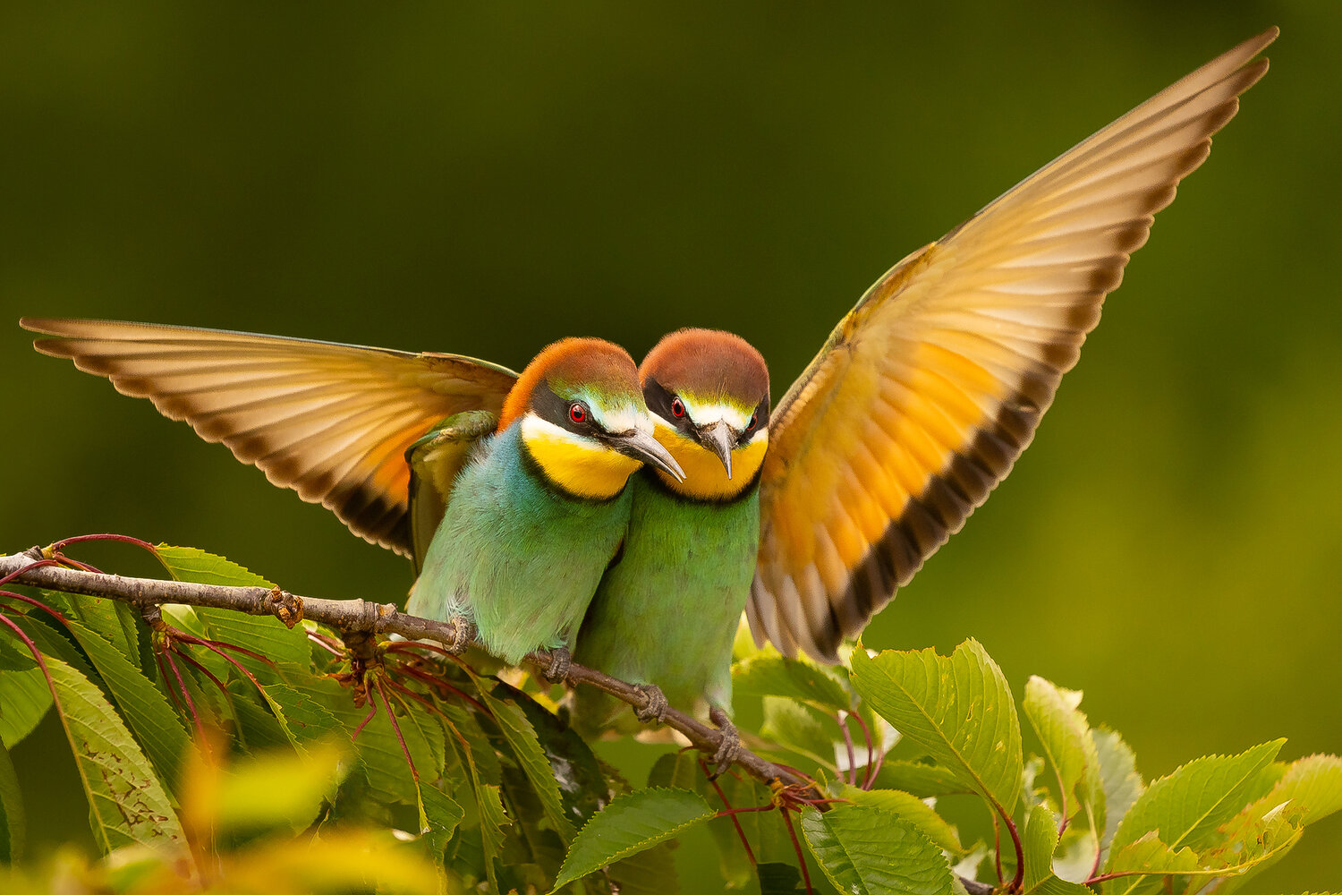 Bee-eater. Автор: Adamec Robert , Adamec Robert