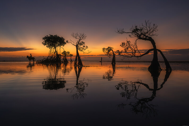 Sumba dancing trees фото превью