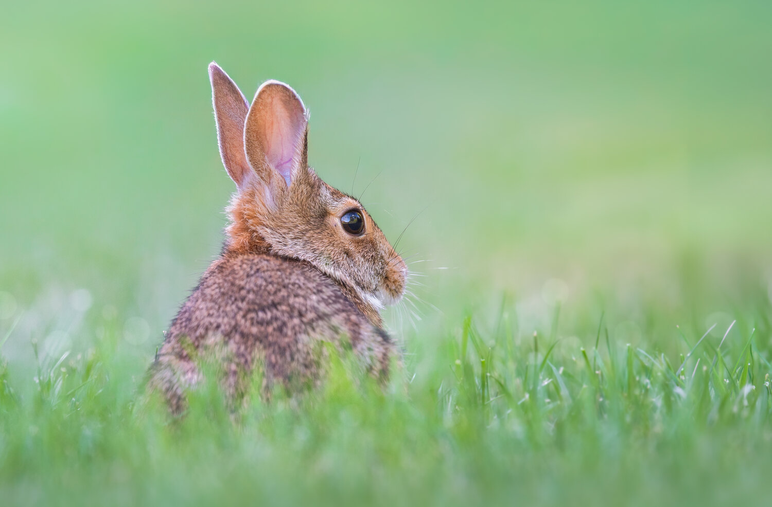 A gentle glance. Автор: Atul Saluja rabbit, bunny, cottontail, wild, animal, grass, field, Atul Saluja