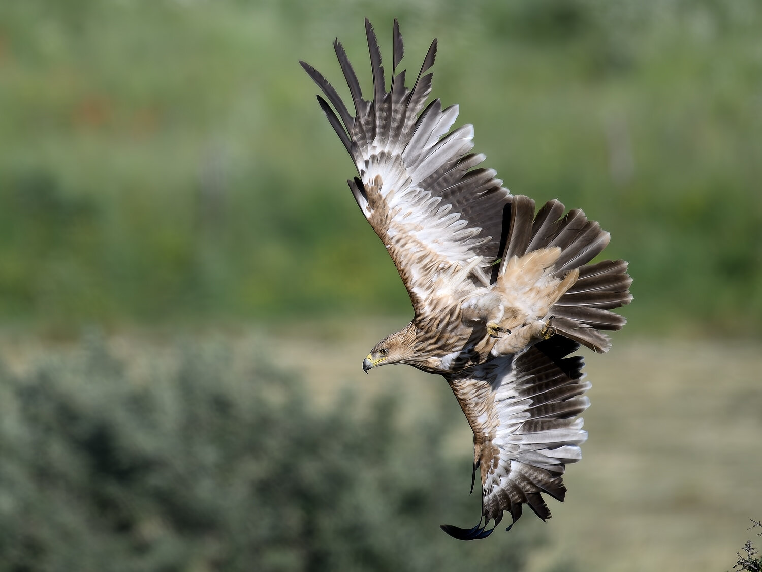Eastern Imperial Eagle. Автор: Sener Goker eastern imperial eagle, imperial eagle, eagle, Sener Goker